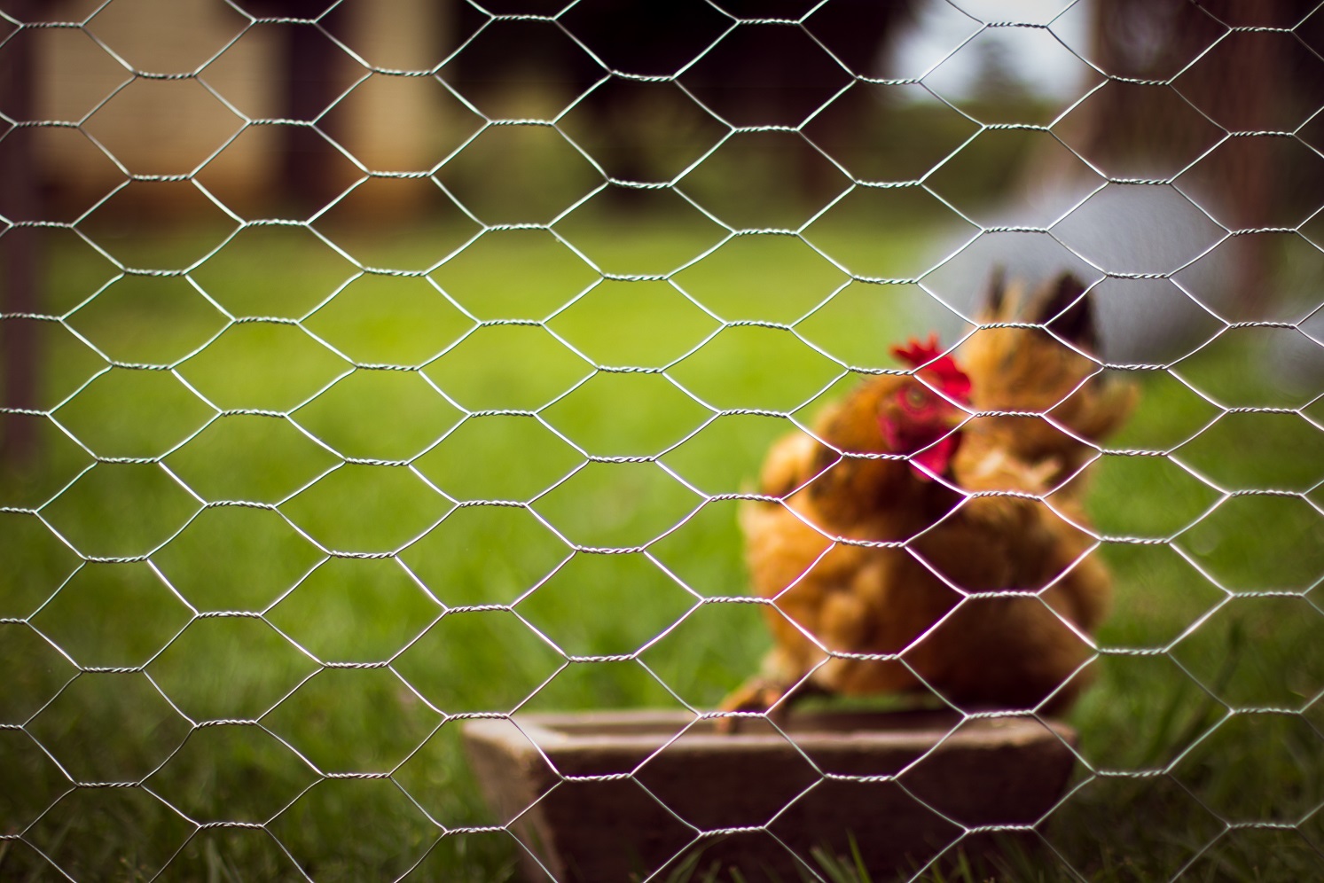 Resultado de imagem para Tela para Galinheiro Hexagonal